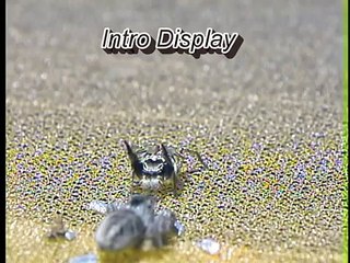 Vidéo : Mais…C’est une araignée sauteuse ou une moto ?