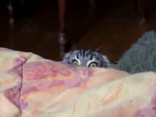 Este gatito si sabe como asustar... ¿Tendra ancestros Ninjas?