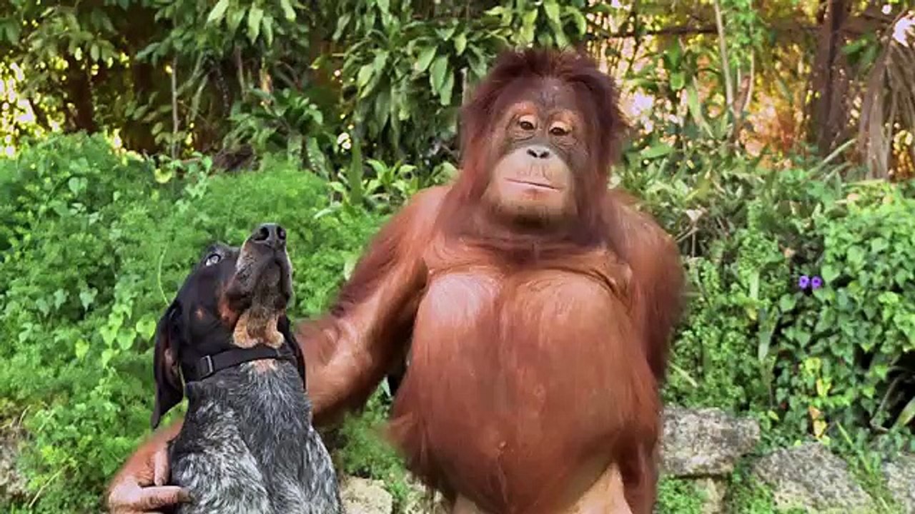 Estos animales te enseñan el valor de la amistad!
