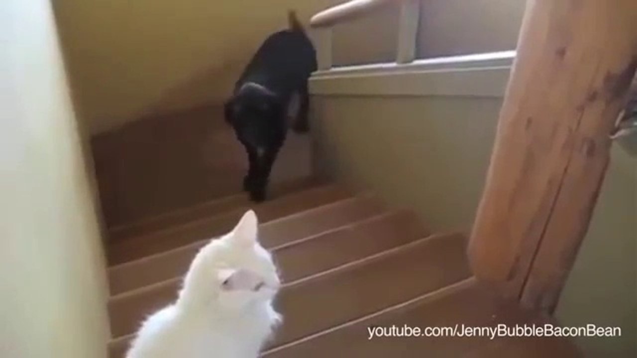 Estos perros comparten el mismo miedo... no te lo pierdas!