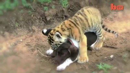 Extraña y hermosa amistad entre animales