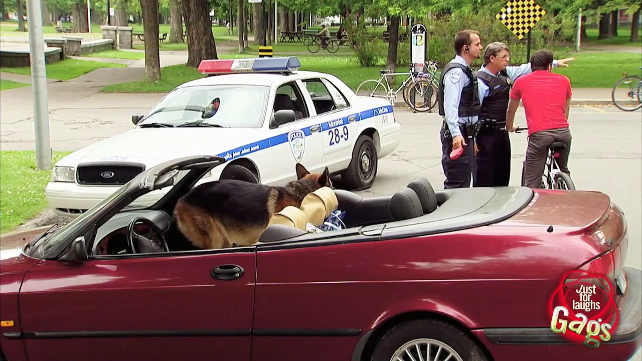 Dog Poop On Car Gag