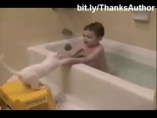 mira como reaccionan estos gatos en contacto con el agua