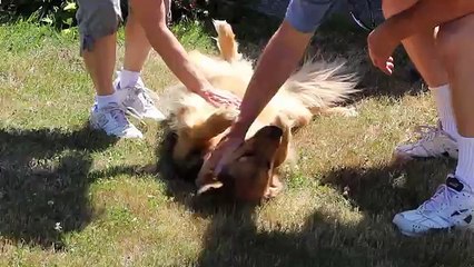 No te pierdas como recibe a sus amos esta perrita!!!