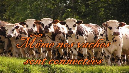 Même nos vaches sont connectées !
