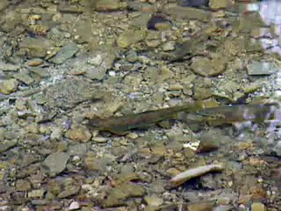 fraie truites sur le Vibron05