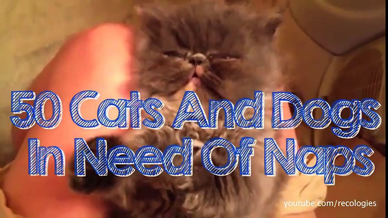 50 chats et chiens qui ont besoin d'une sieste