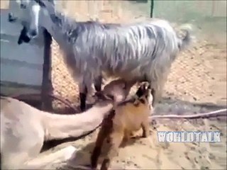 Really unbelievable Video - Video Dailymotion