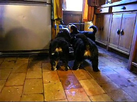 22 fév Lister, Liebe et femelle verte (cuisine)