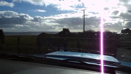 Maxie Quarter Horse, Catching: HOLLYMOON PEPI McCUE, 2012 QH palomino filly