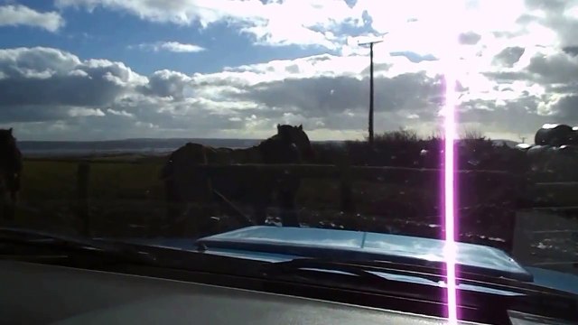 Maxie Quarter Horse, Catching: HOLLYMOON PEPI McCUE, 2012 QH palomino filly