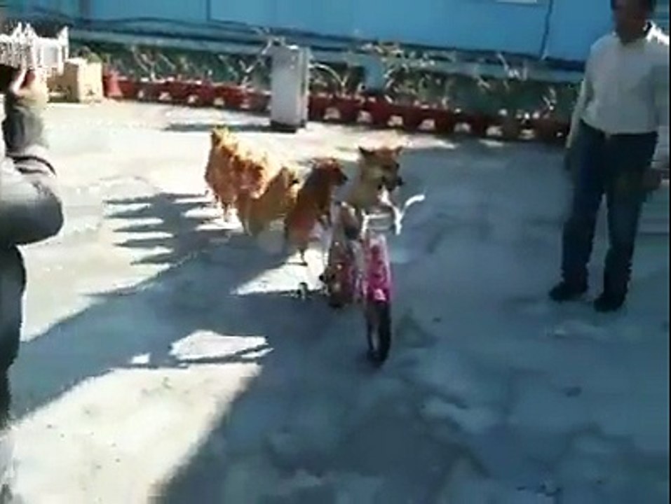 Dog Train