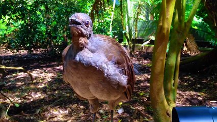 The amazing lyrebird mimicking children toy gun and other sounds