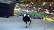 Magpie Singing - imitating Barking dog, Siren and other birds