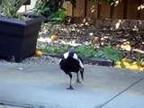 Magpie Singing - imitating Barking dog, Siren and other birds