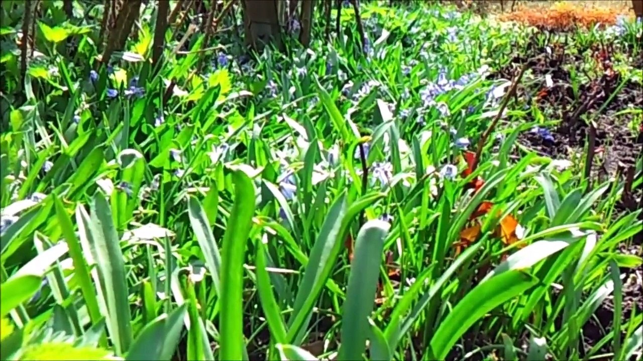 Rosengarten Pinneberg Mai 2013 /Full Film/Complete Movie/Ganzer Film