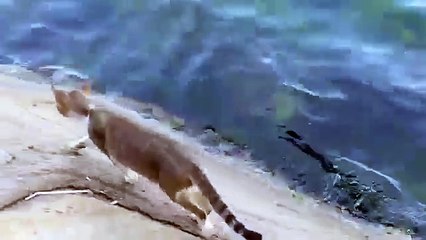 Agile Cat Catches Fish - Ловкий Кот ловит рыбку в пруду !