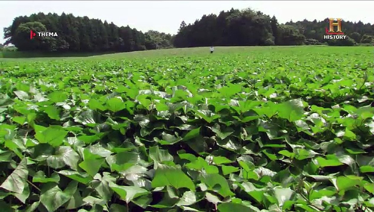 Hiroshima und Nagasaki: Ich habe überlebt (Doku)
