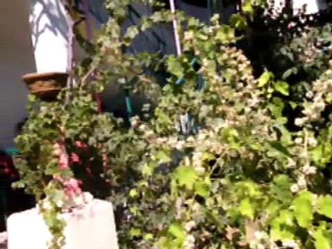 Nedim varol, Tufanbeyli,Adana . (osman gil.2012.)