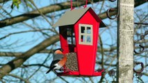 Bullfinch on The Little Red Bird House Feeder