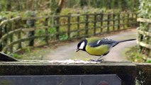 Coal Tit, Blue Tit, Nuthatch, Robin and Great Tit - Little Birds Chirping on The Gate