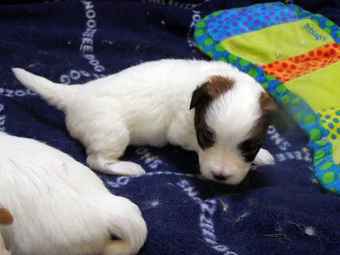 Pillywiggins - Coton de Tuléar - Portée 2015 - 3 semaines