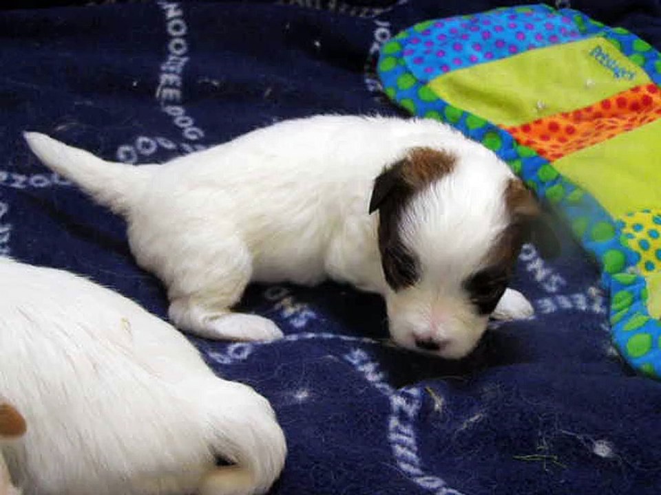 Pillywiggins - Coton de Tuléar - Portée 2015 - 3 semaines