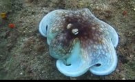 Camouflaged Octopus - They are amazing creatures
