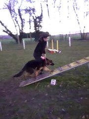 Jaïka Des Touches Noires 5 mois à l'agility