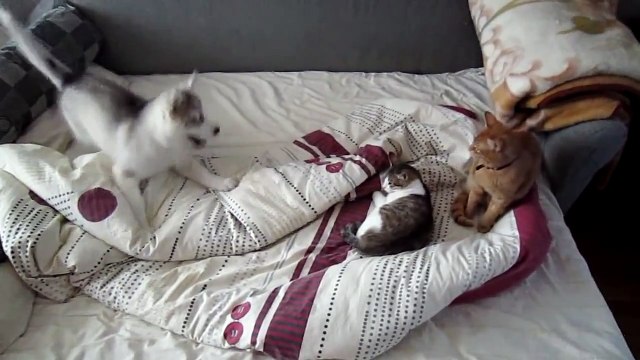 Funny Puppy Bothers Cats - Щенок достает Котов - Прикол !