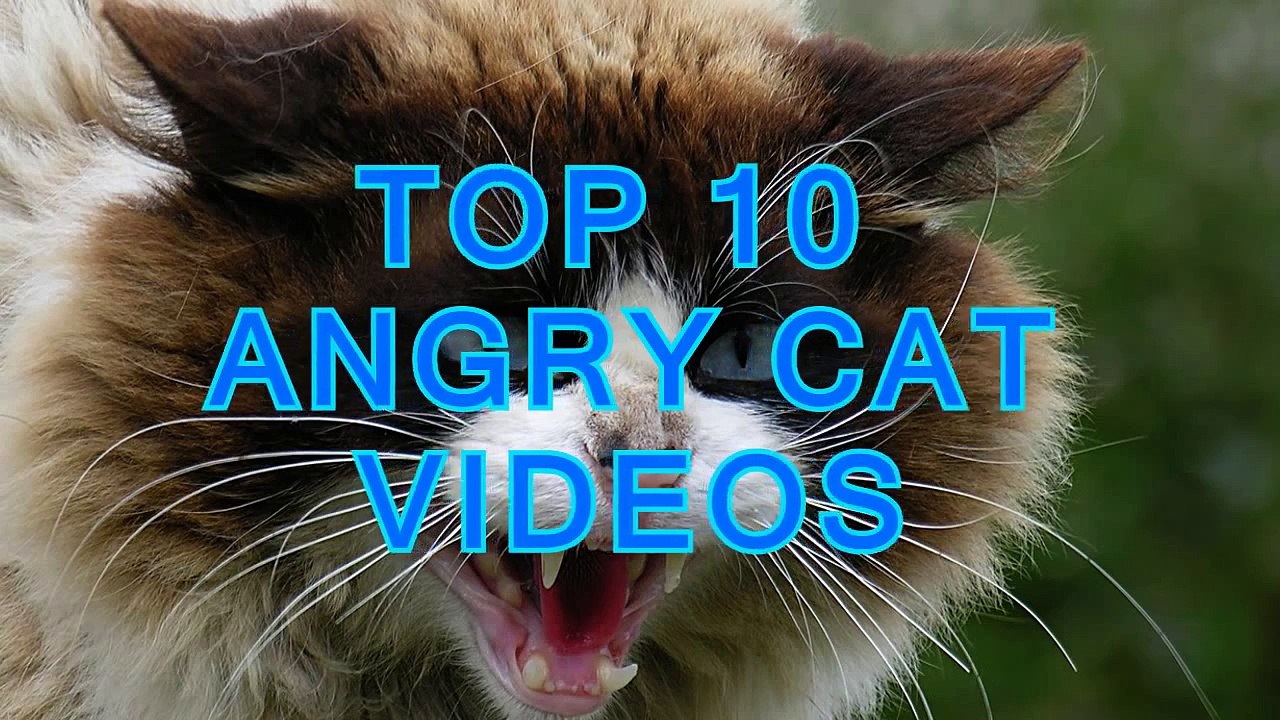 Top 10 angry cat videos compilation