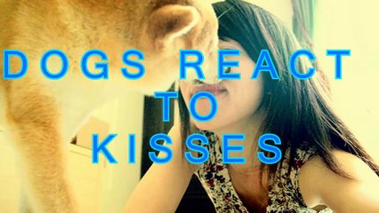 Dogs react to kisses - Funny dog compilation