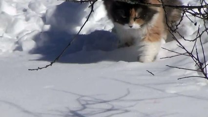 Fat Cat and Snow Challenge - Кот Снегоход ))