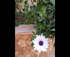 القلب يحب مرة,,,,,,,شادية