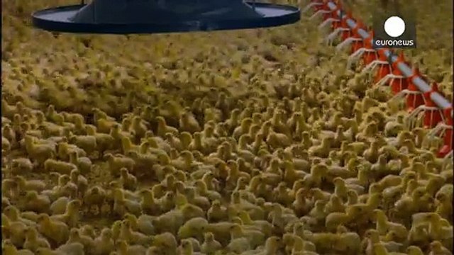 Німеччина обіцяє припинити геноцид півників