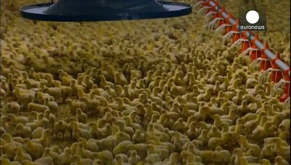 Hímnemű csibék lemészárlásának vetne véget egy német miniszter