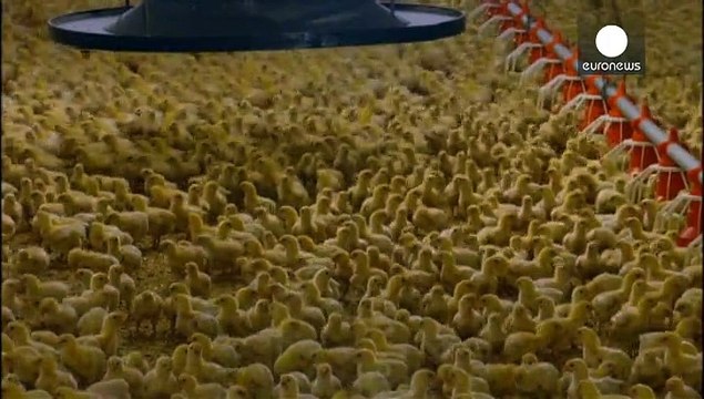 Germany announces progress in the field of 'designer chickens'