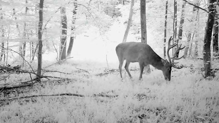 Grand cerf au gagnage en sous-bois