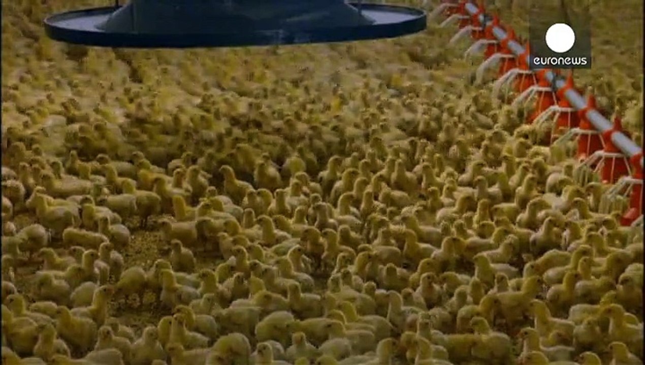 Ende von Massentötungen männlicher Küken