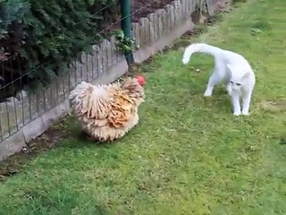 Funny Kitten vs Chicken - Котенок достает Курицу