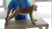 Monkey push-ups and abs at gym - Обезьяна отжимается и качает пресс