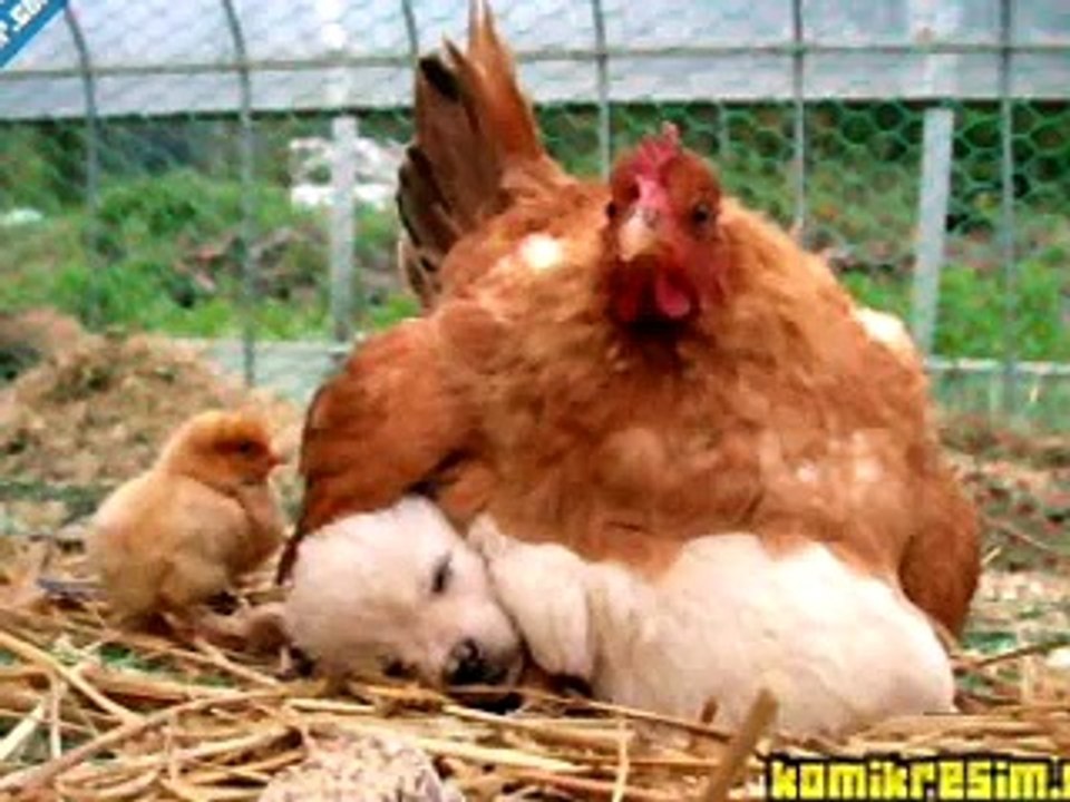 Nedim varol, Tufanbeyli,Adana . (yaylalar