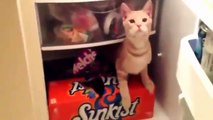 Funny Playing Cats Hilarious ✔