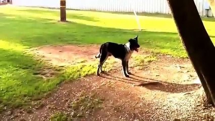 Very Funny Dogs 2014 - Funny Dogs Collection