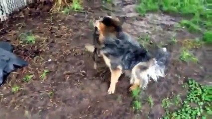 Very Funny Animals 2014