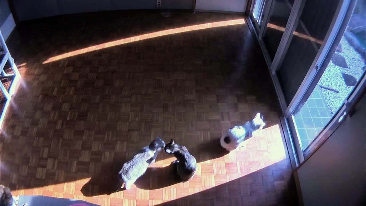 Chats suivent un rayon de soleil (Timelapse)