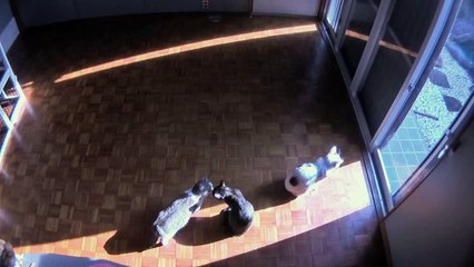 Chats suivent un rayon de soleil (Timelapse)