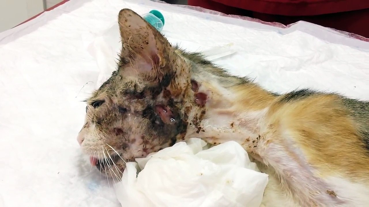 Update on Candy´s condition