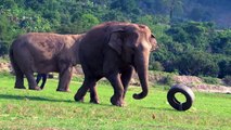 Mae Perm & Jokia at Elephant Nature Park