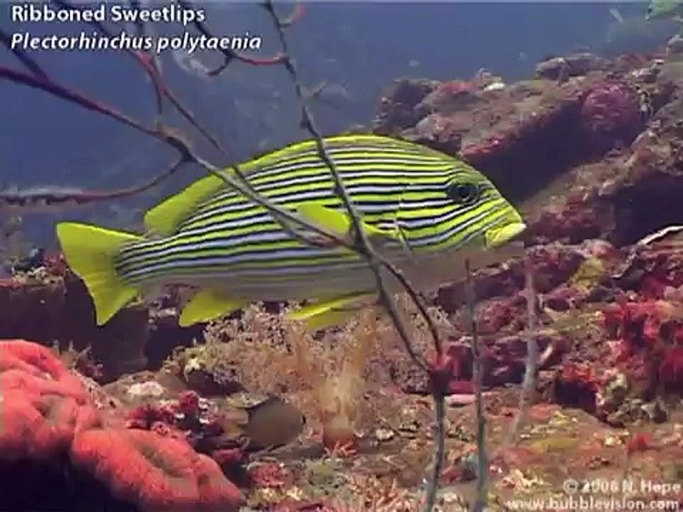 USAT Liberty shipwreck, Tulamben, Bali